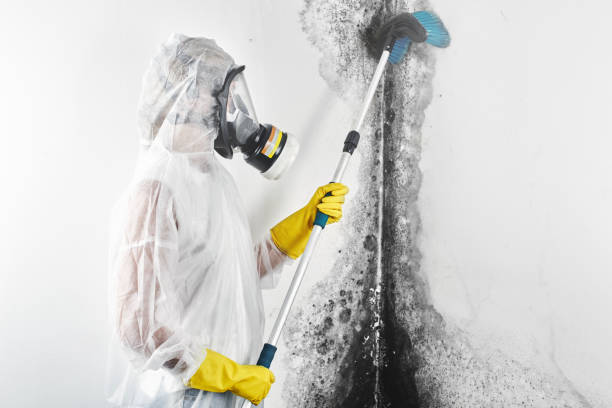 Best Mold Removal for HVAC Installations  in Belwood, NC