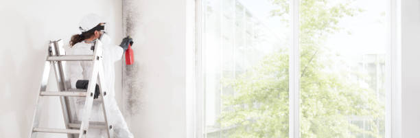 Best Mold Odor Removal Services  in Belwood, NC